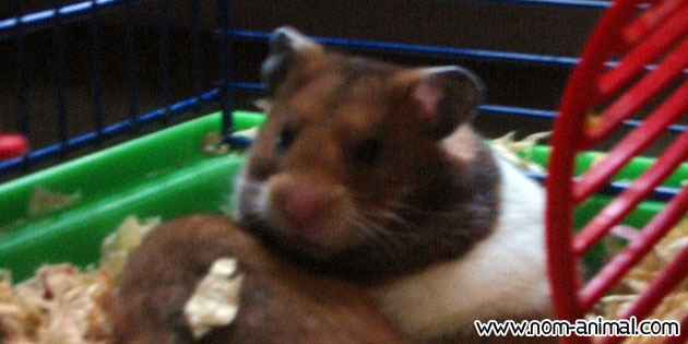 Photo hamster